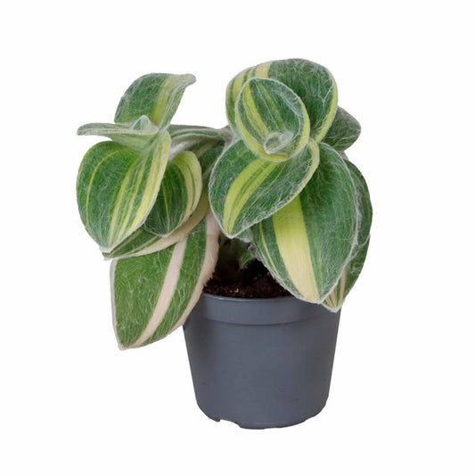 Planta Natural Tradescantia Sillamontana 'variegata' 1 Ud Ø 6 Alt. 10_0