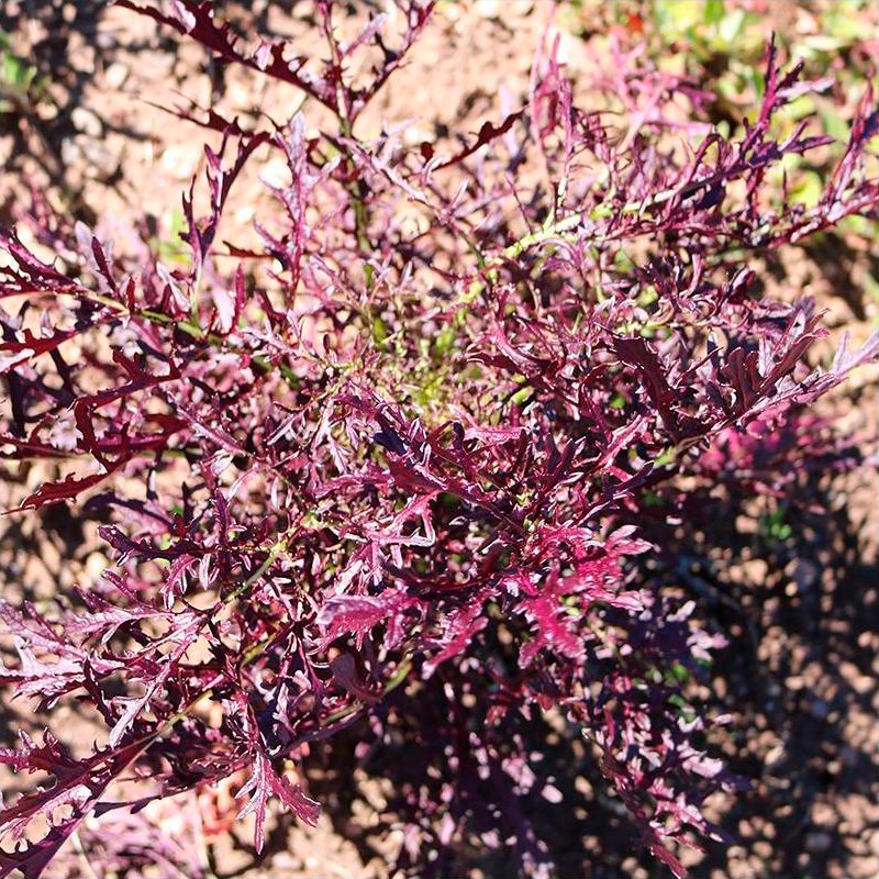 Semillas Verdura Asiática Rouge Metis Ecológicas_0