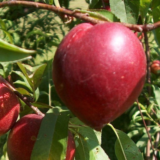 Frutal Nectarina Carne Amarilla - Planta Natural - Maceta 26cm - Altura Aprox. 120/150_0