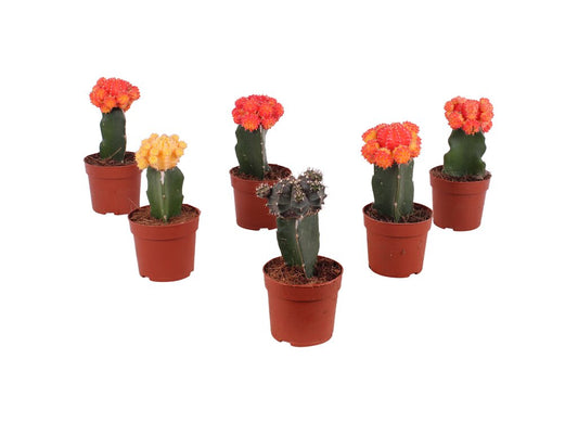 Gymnocalycium Brasil M8 20cm (unidad)_0
