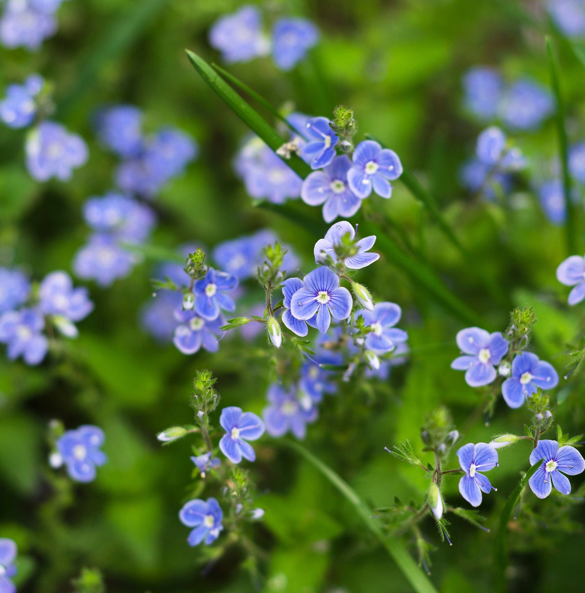 Nomeolvides De Agua - Myosotis Palustris_2
