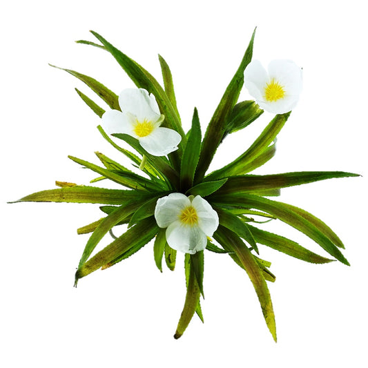 Estratiote Stratiotes Aloides Estanque - 5 Uds Planta Oxigenante Flotante_0