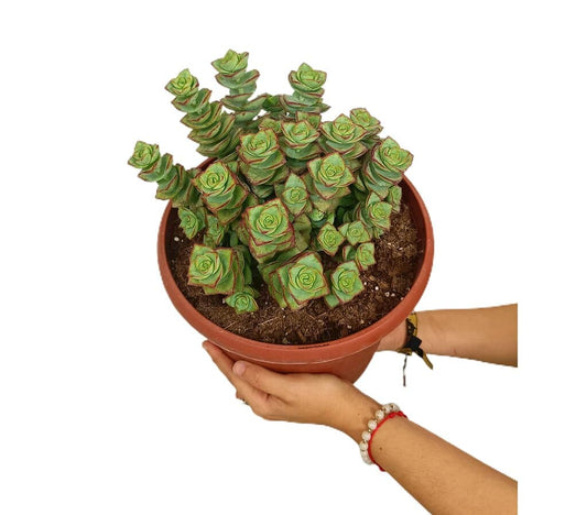 Crassula Perforata M25_0
