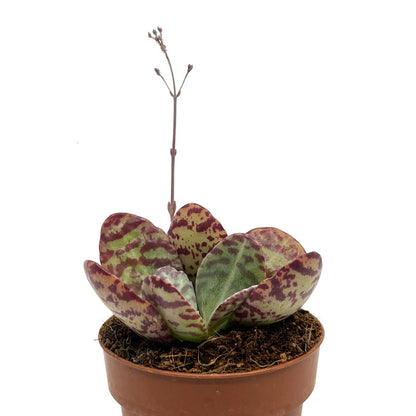 Kalanchoe Humilis Cactus Y Suculentas M8,5 cm Ø_3