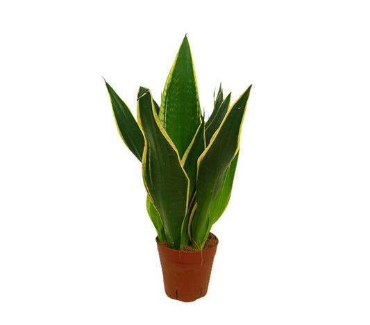 Sansevieria Futura Superba M14 40cm_0
