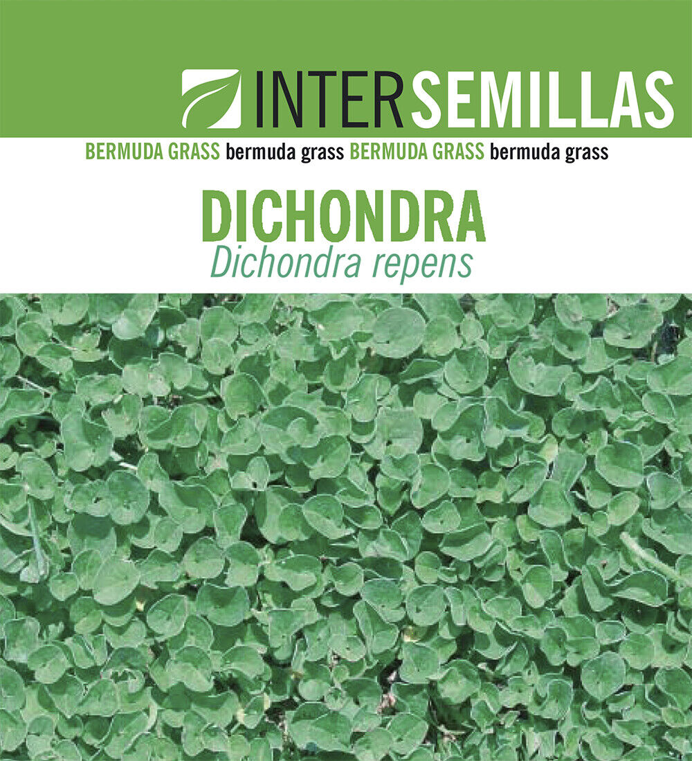 Semillas De Dichondra Repens Caja De 250g._0