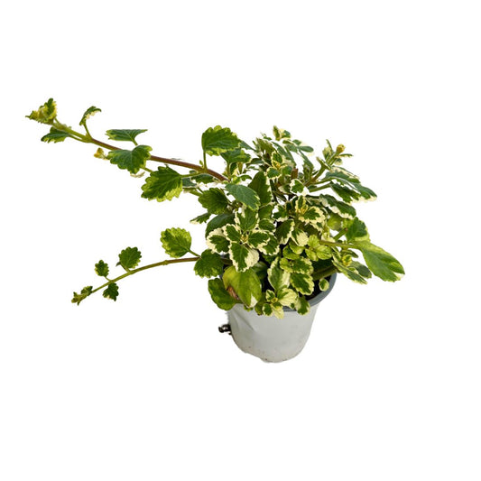 Planta De Incienso Planta Ornamental De Interior Y Exterior (plectranthus Coleoides) M15_0