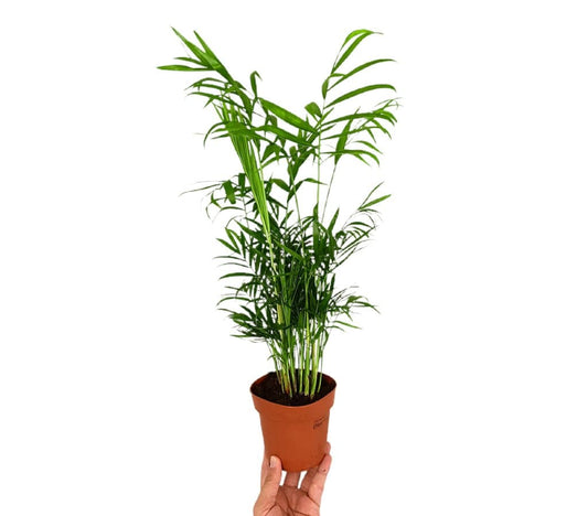Chamaedorea Elegans M12 35cm_0