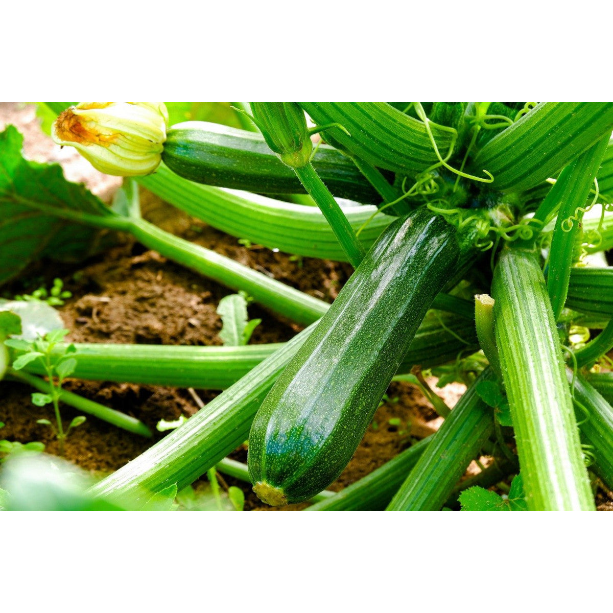 Compost Ecológico con Biochar y Minerales de Roca LivingChar 30l_4