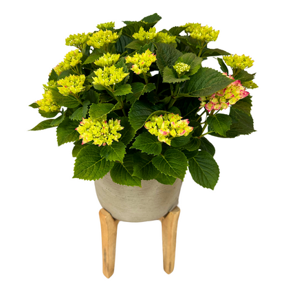 Hortensia Colores Variados M20_0
