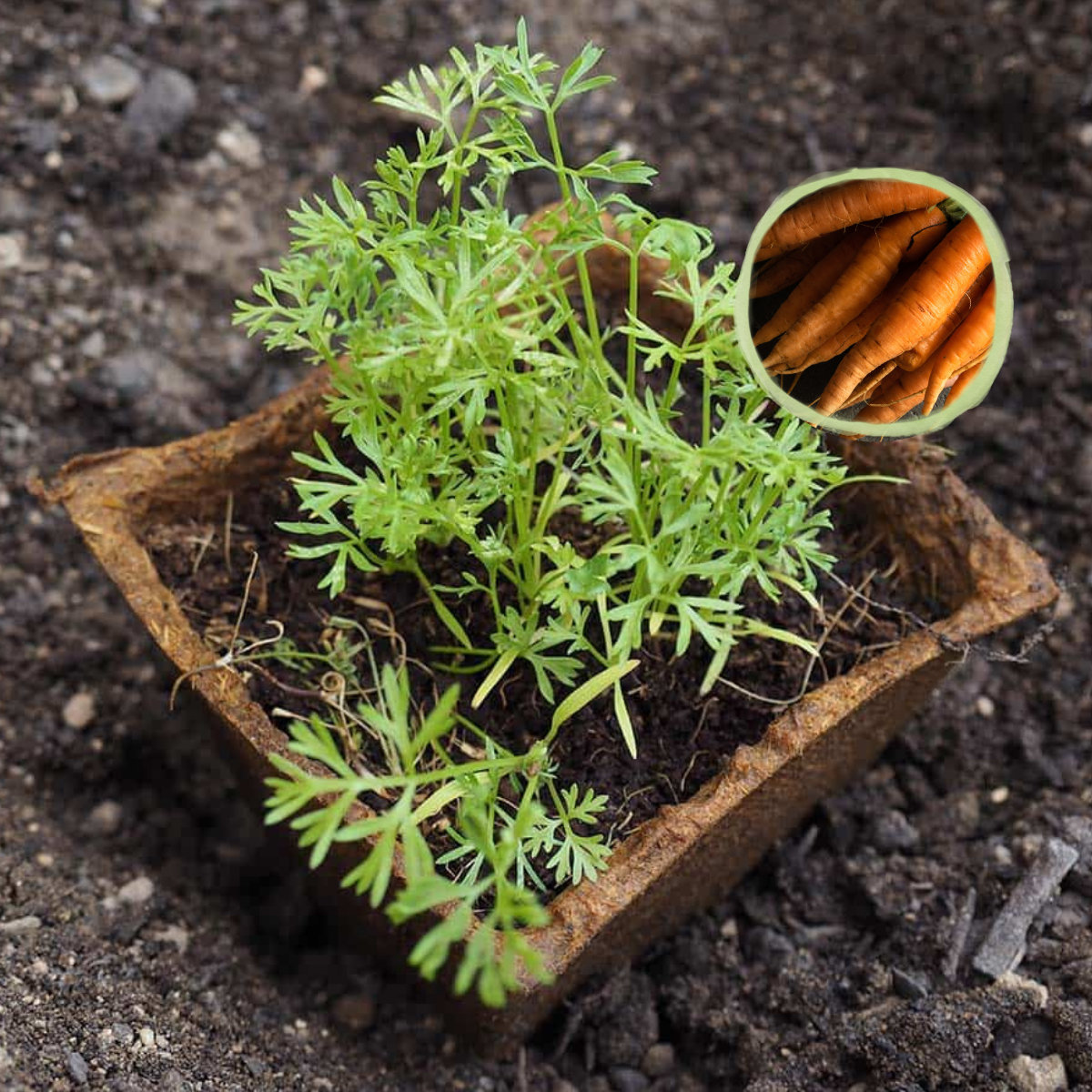 Kit De Cultivo De Zanahoria Nantesa Grow Me – Huerto Urbano Ecológico_1
