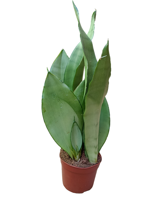 Sansevieria Moonshine Ø10 Planta Purificante De Interior_0