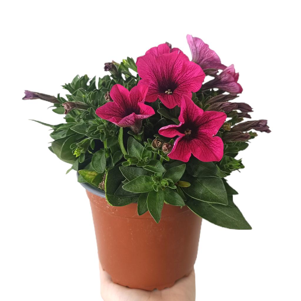 Potunia M14_0