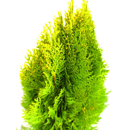 Thuja Aurea Nana M20_1