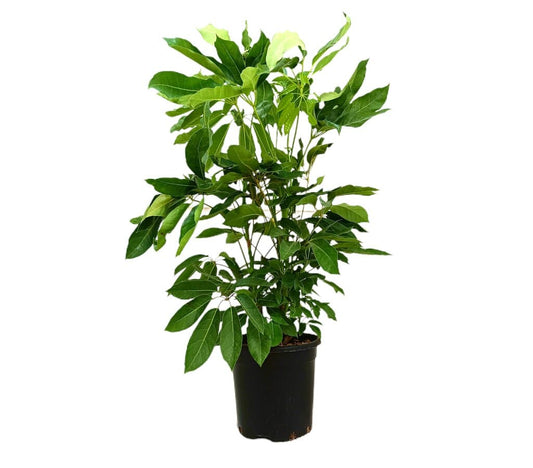 Schefflera Actinophylla M30 150-170cm_0