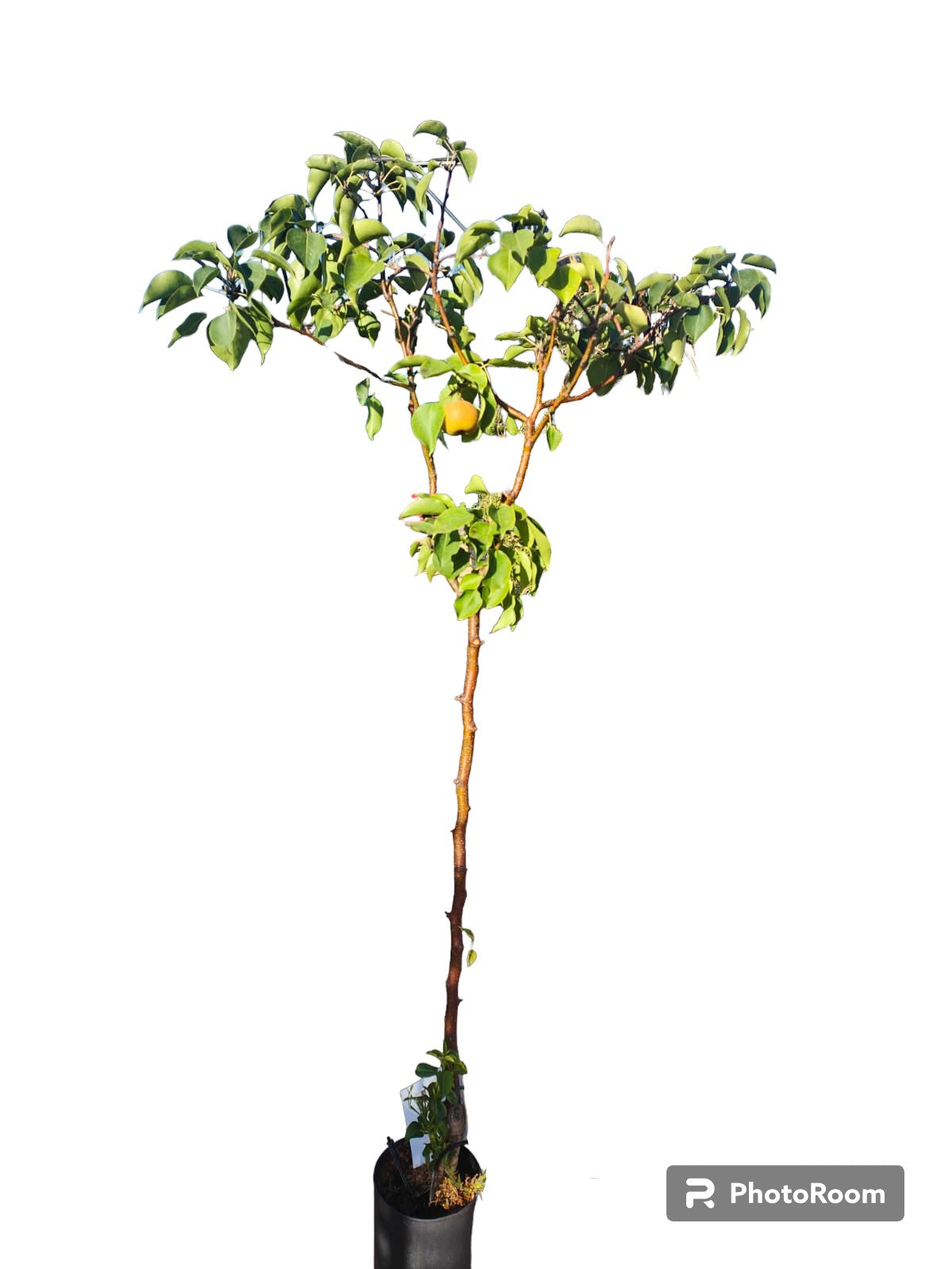 Peral Nashi Maceta 140CM_0
