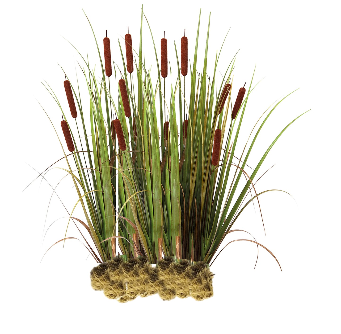 Espadaña - Typha Latifolia - 15 Plantas_0