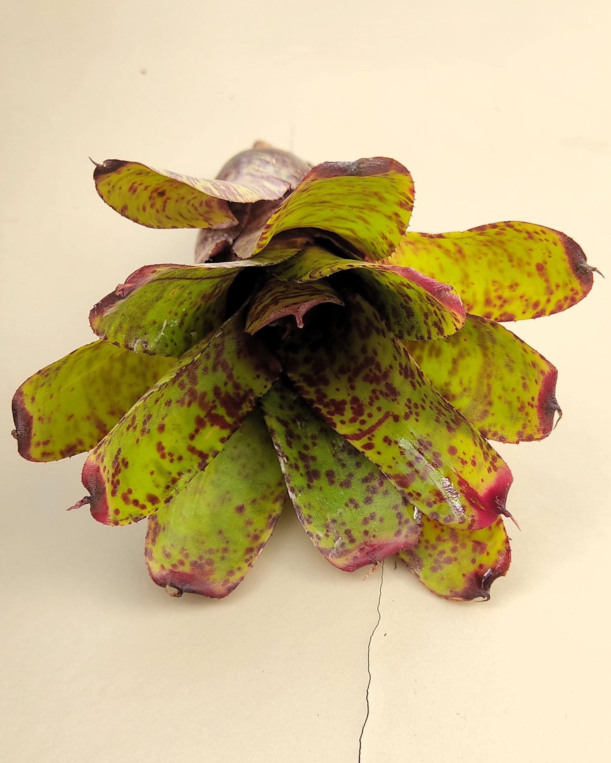 Neoregelia 'Guinea'; bromelia moteada; Curiosarium; altura 12 cm, diámetro 12 cm, sin sustrato_2