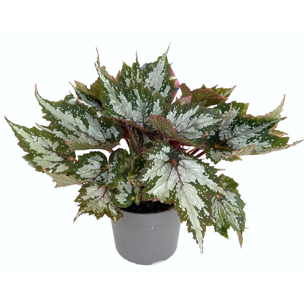 Begonia Beleaf M13 25cm_3