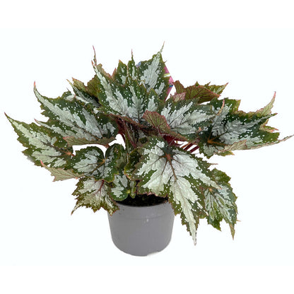 Begonia Beleaf M13 25cm_3