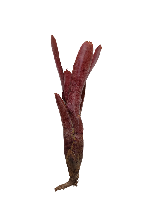 Neoregelia Punctatissima Rubra Hybrida Planta De Interior Y Terrario_0