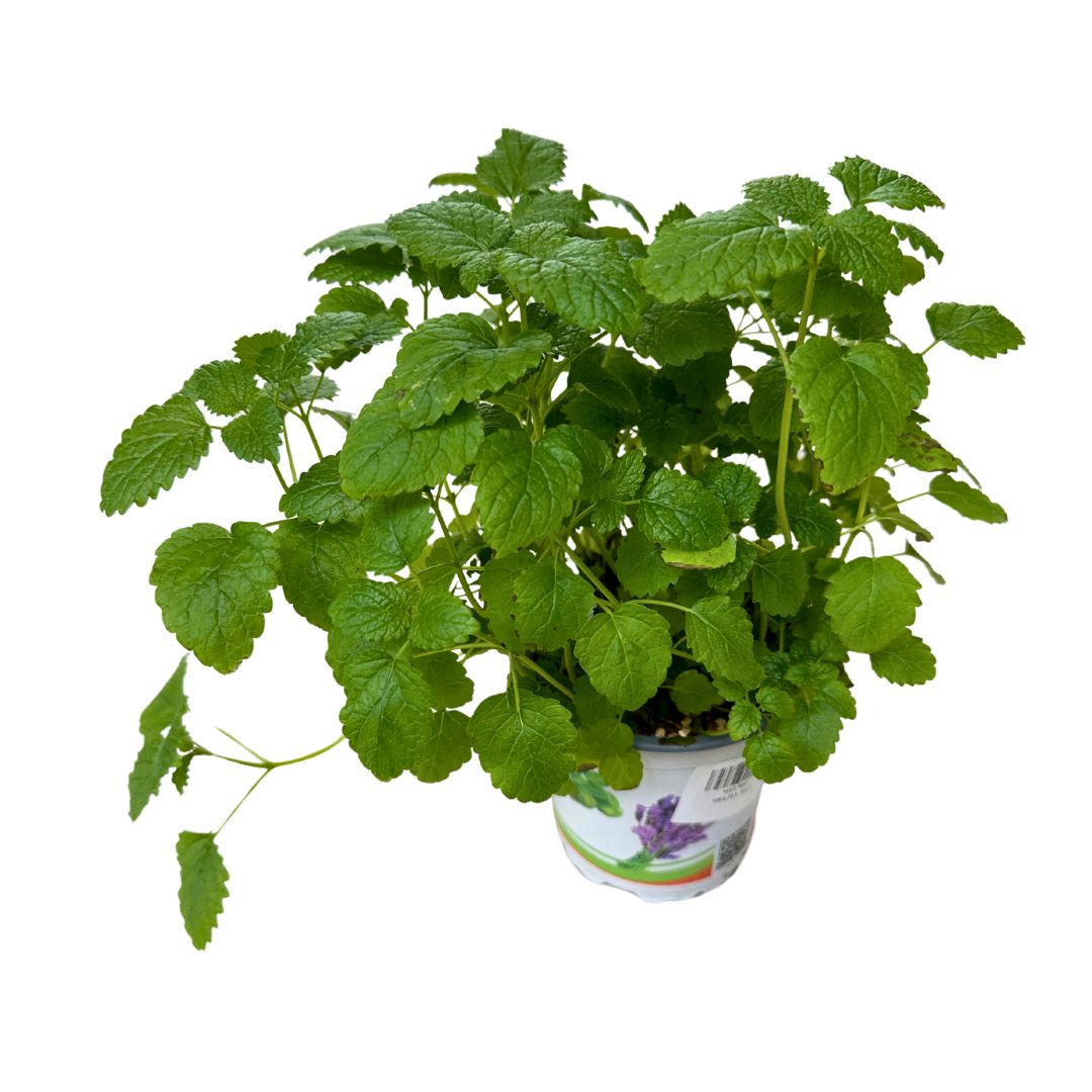 Melisa Planta Aromática Y Medicinal (melissa Officinalis)_0