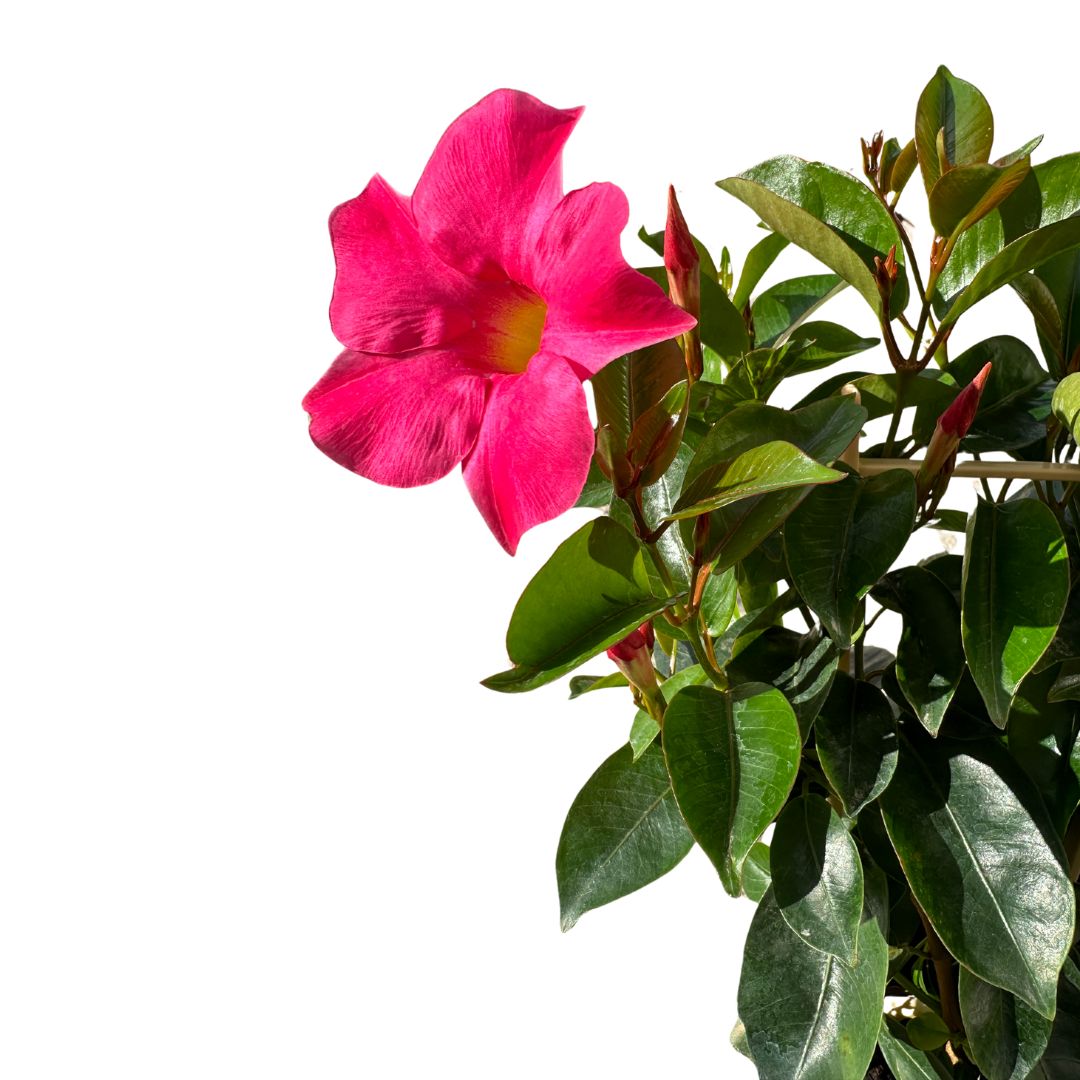 Dipladenia Espaldera O Piramidal Planta Con Flor De Exterior Maceta De 17cm_1