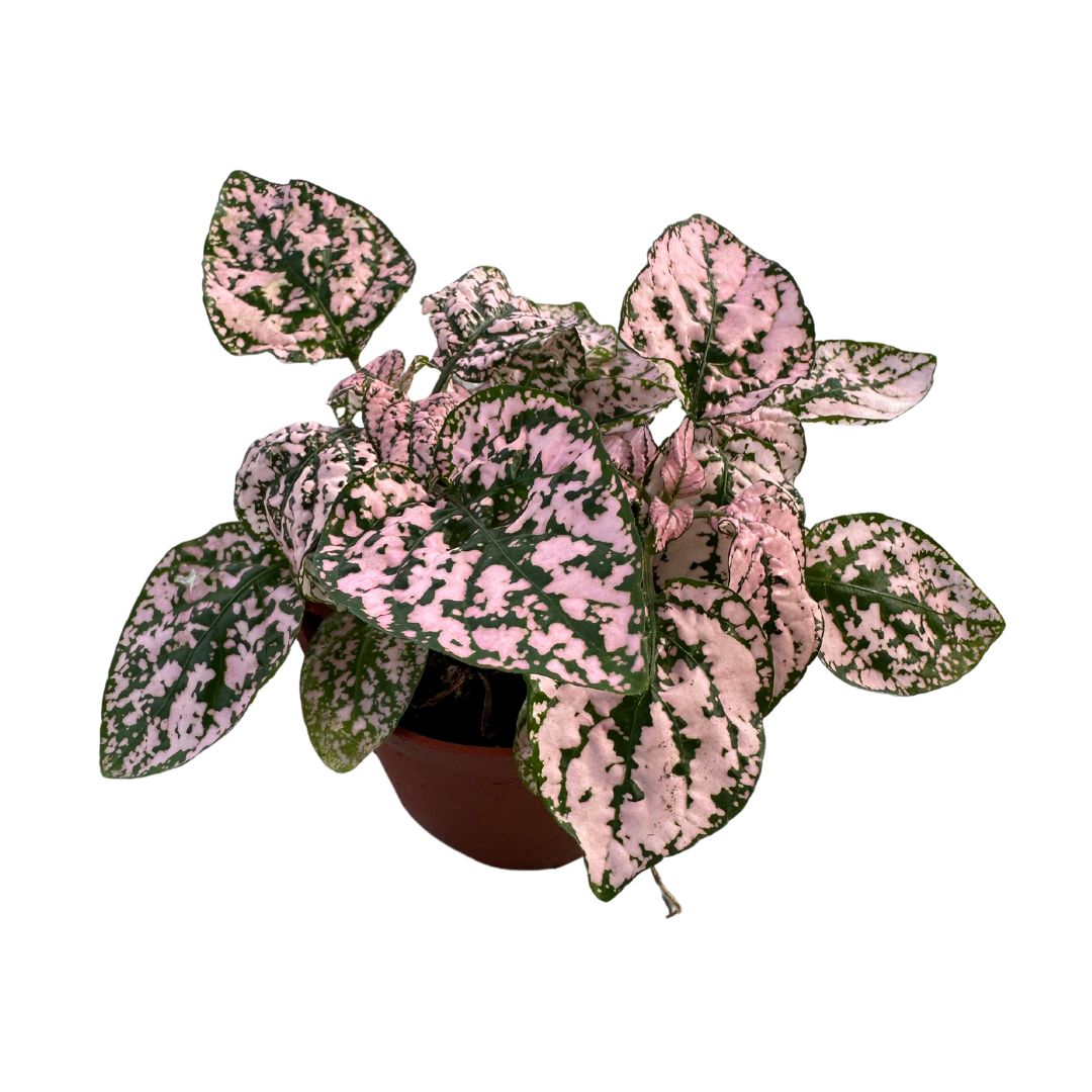 Hypoestes Hoja De La Sangre_0