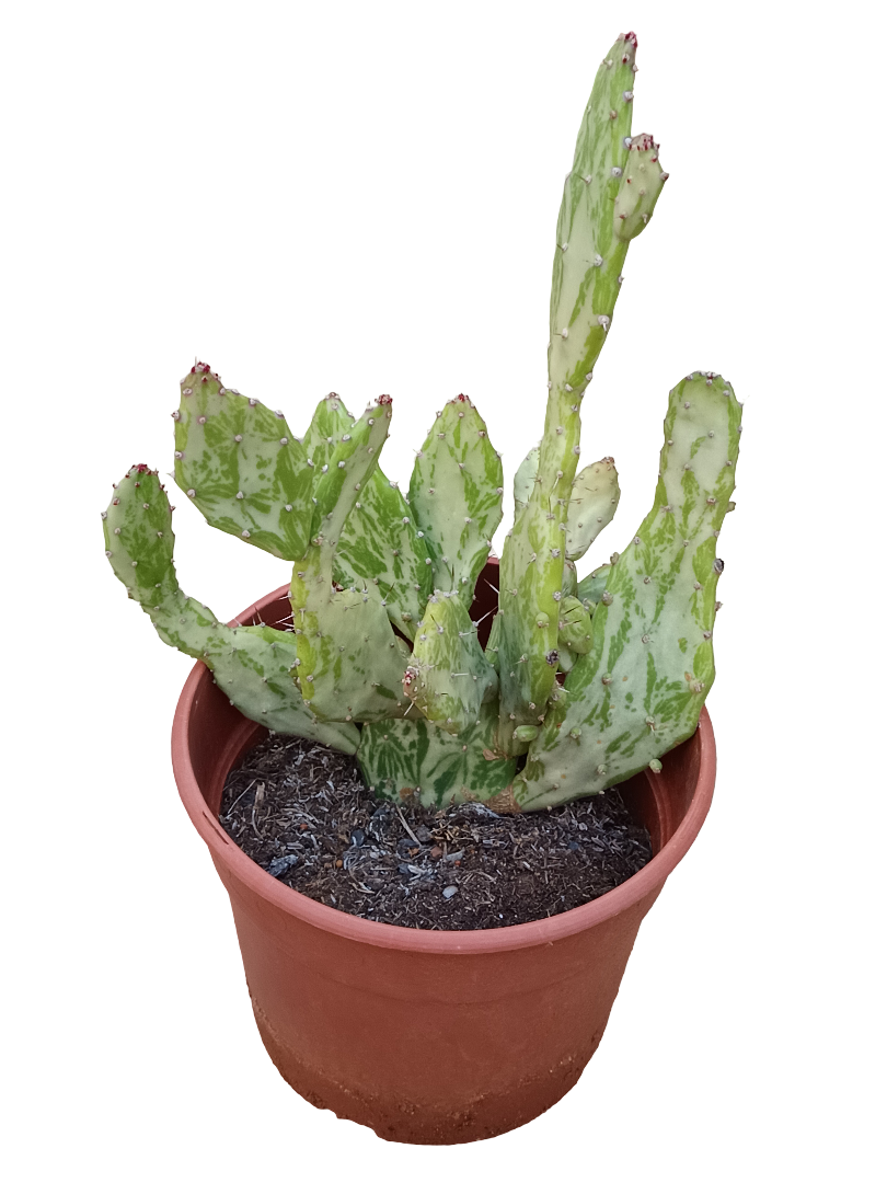 Opuntia Vulgaris Variegata Planta De Sol Ø20 Cactus Unico_0