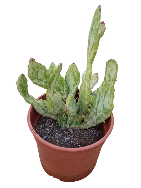 Opuntia Vulgaris Variegata Planta De Sol Ø20 Cactus Unico_0