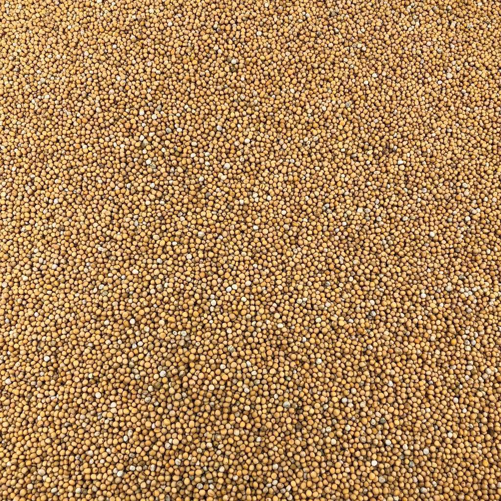 Semillas De Mostaza Amarilla Orgánica A Granel 2 Kg_0