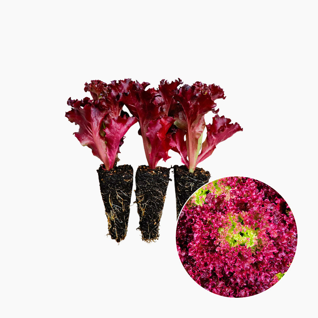 Plantón Lechuga Lollo Rosso 3 Unidades - PlantaBo_0