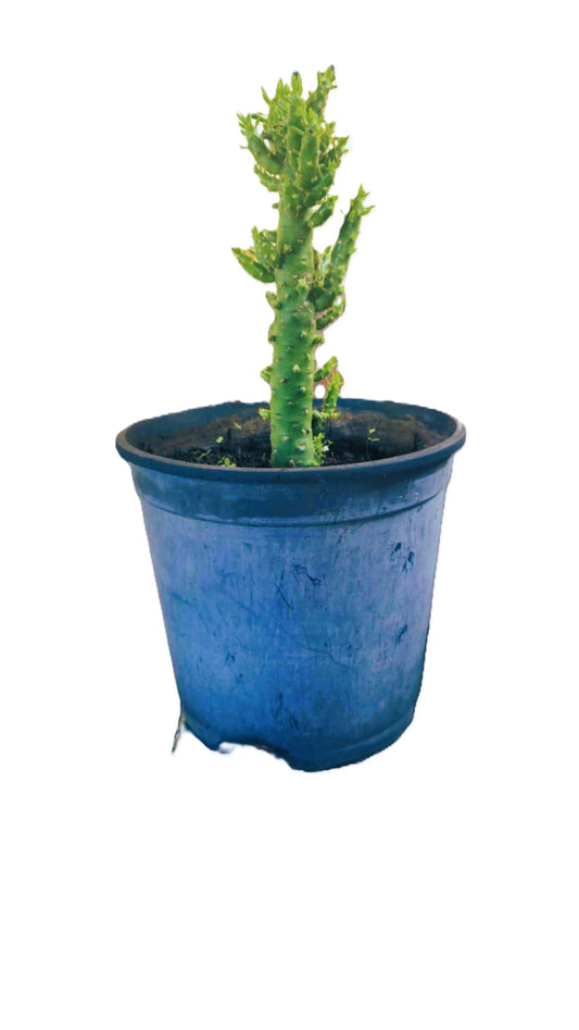 Cactus Alfiler De Eva, Maceta De 20 Cm._0