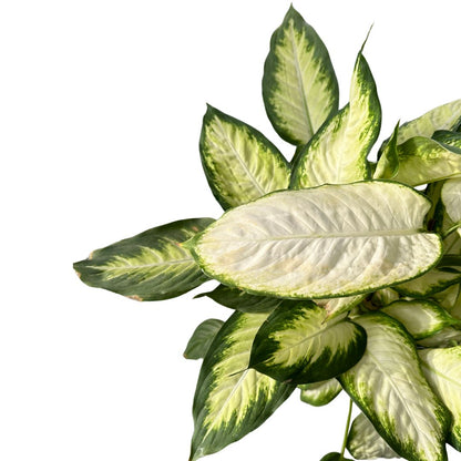 Dieffenbachia Camila M17 Maceta 17cm_1