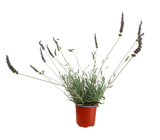 Lavanda Híbrida M13_0