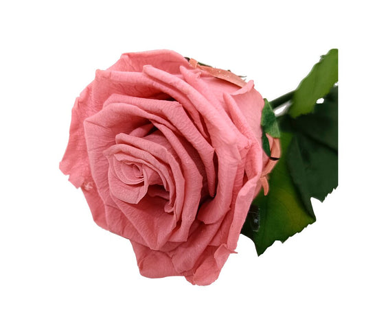 Mundo Eterno Rosa Preservada Rosa Vintage (dusty Pink) 55cm_0