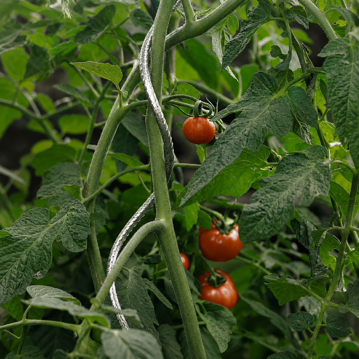 Tutor Tomate Spiral 1,80 M Nortene_3