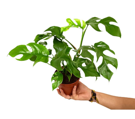 Rhaphidophora Tetrasperma M12 25cm (monstera Minima)_0