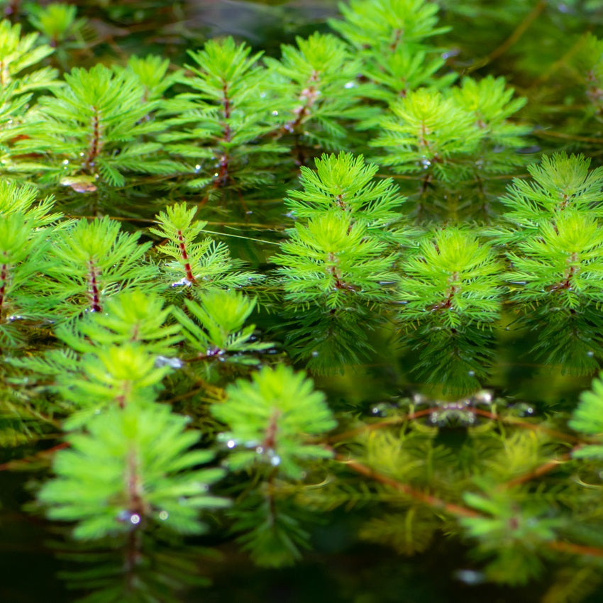 Milhojas Myriophyllum Rubricaule Estanque - Set 4 Plantas Con Cesta Y Sustrato_1