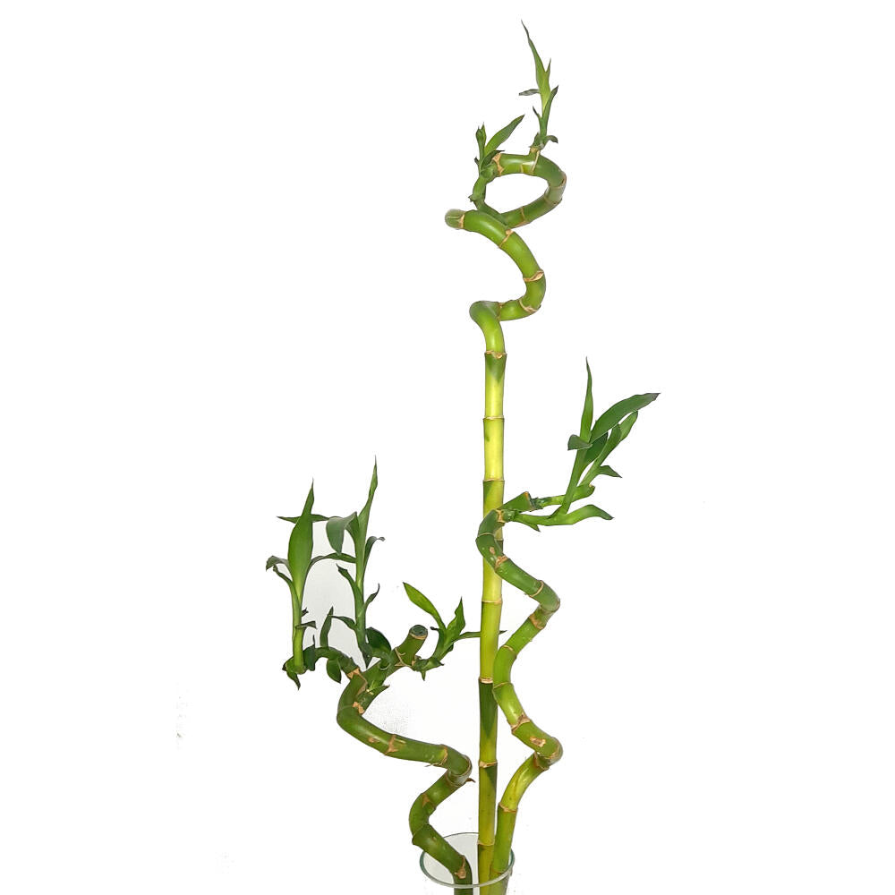 Bambusa Lucky Espiral 60cm_2