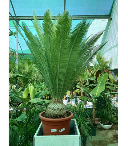 Dioon Edule M45 28cm Cadex 95cm Contorno 130cm Altura Total_0