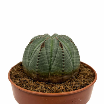 Euphorbia Obesa Cactus Y Suculentas M8,5 cm Ø_0