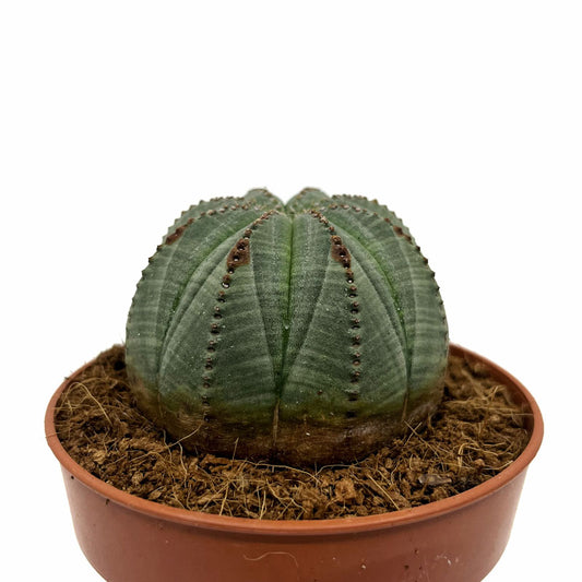 Euphorbia Obesa Cactus Y Suculentas M8,5 cm Ø_0