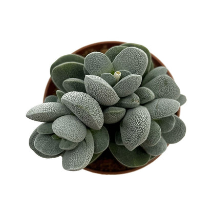Crassula Tecta Cactus Y Suculentas M8,5 cm Ø_1
