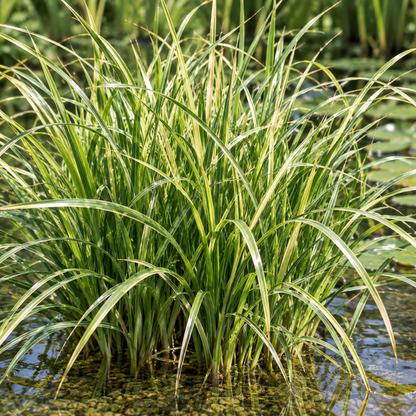 Cárex - Carex - 12 Plantas_1