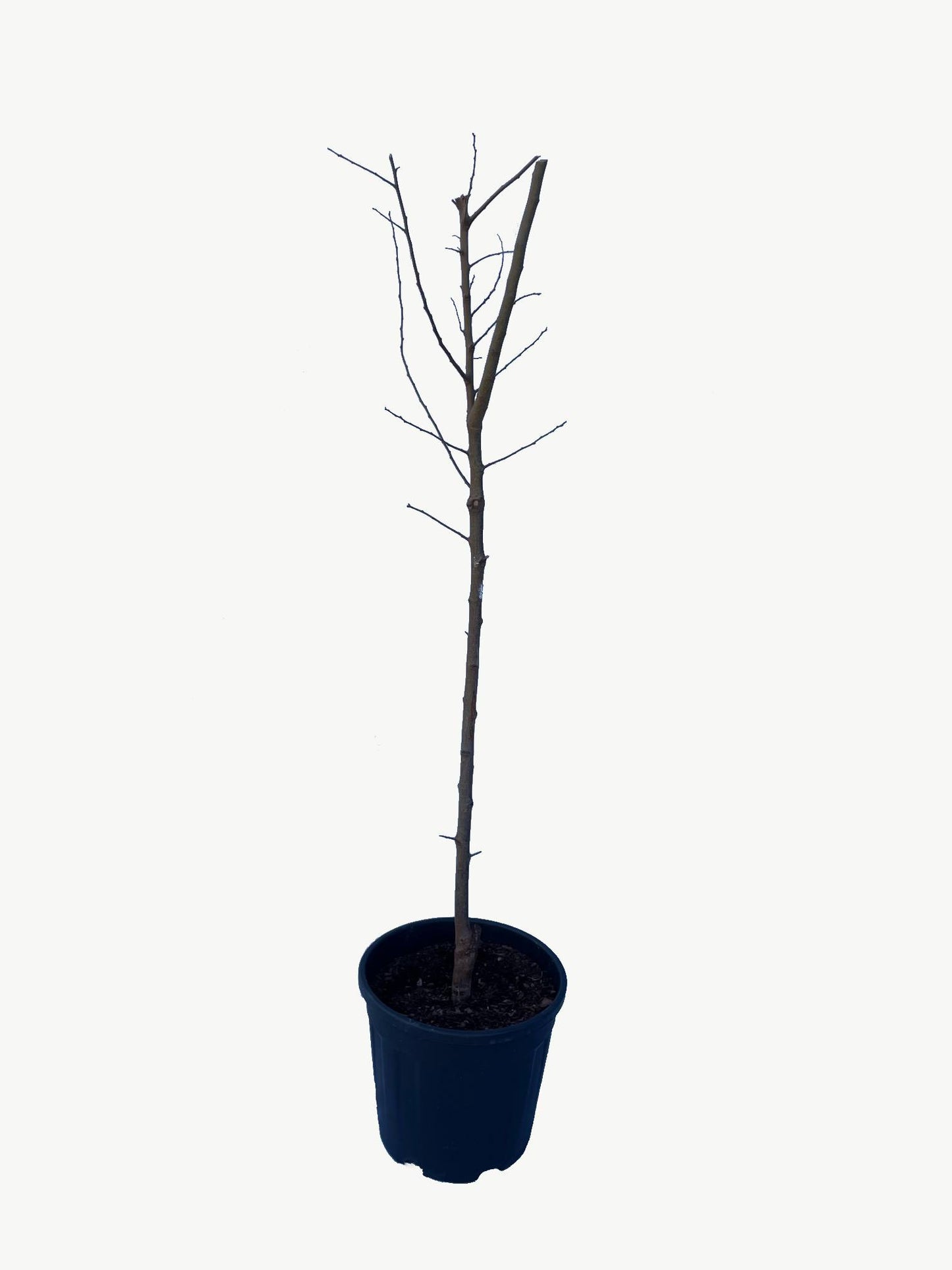 Frutal Ciruelo Santa Rosa - Planta Natural - Maceta 26cm. - Altura Aprox. 120/150_3