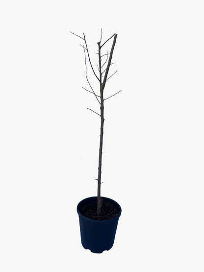 Frutal Ciruelo Santa Rosa - Planta Natural - Maceta 26cm. - Altura Aprox. 120/150_3