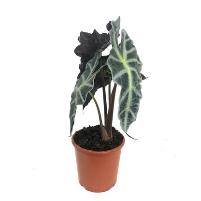 Alocasia Polly M17 50cm_0