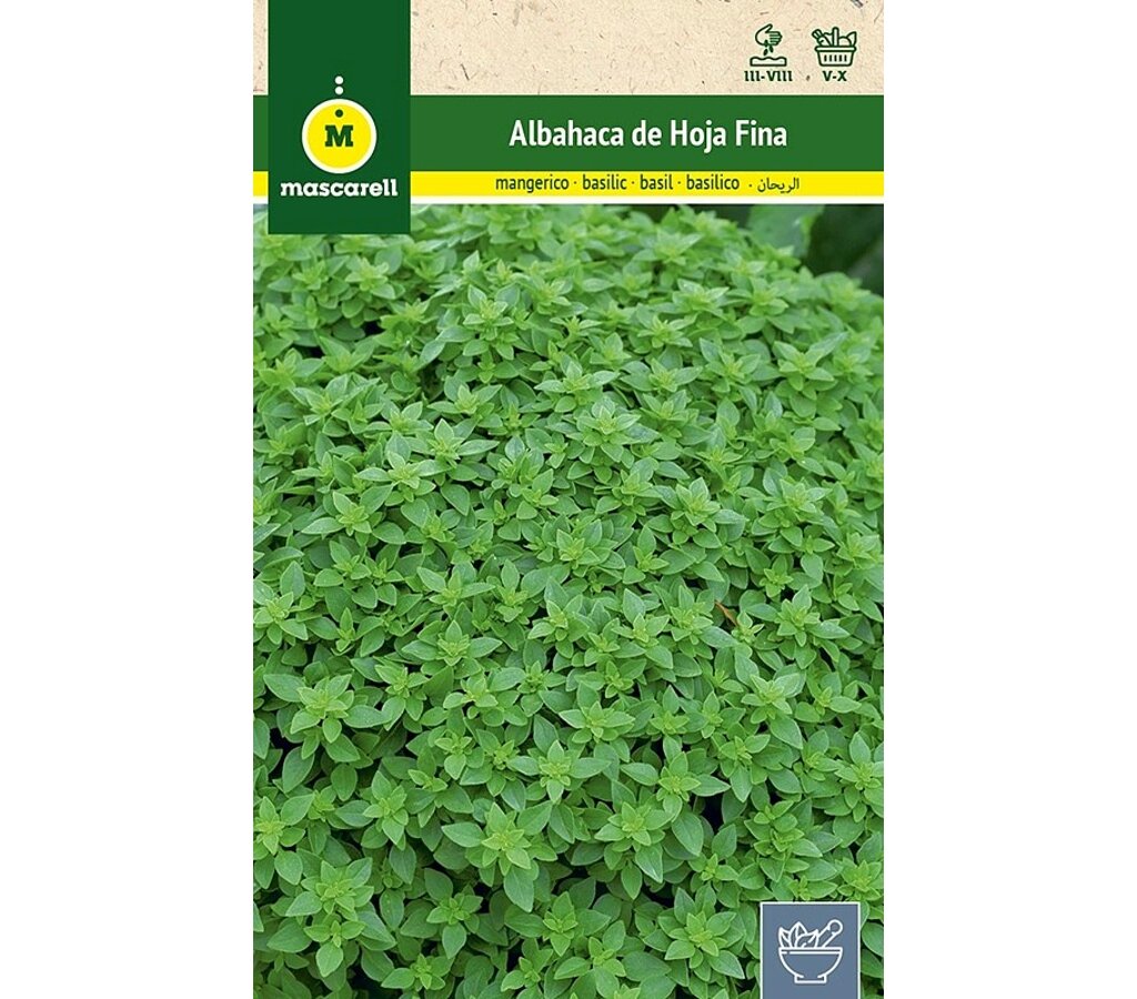 Semillas Albahaca Hoja Fina_0