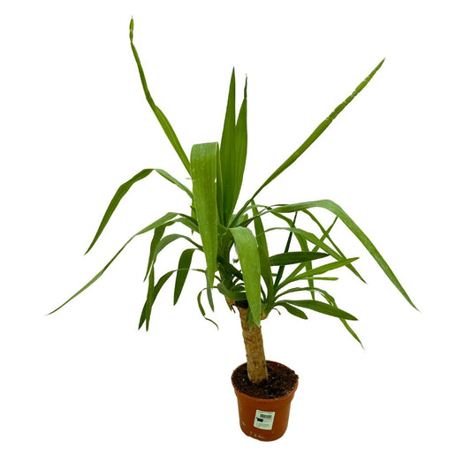 Tronco De Yucca Como Elemento Decorativo De Paisajismo O Decoración De Interiores_0